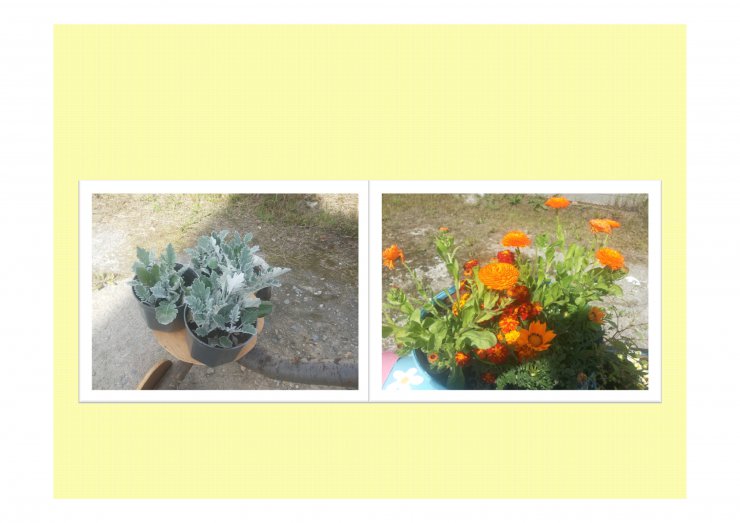 «Городской смотр-конкурс  цветников-клумб, газонов, оформления цветами зеленых зон территорий города Магадана «Северное соцветие - 2017»  проходит в нашем городе.